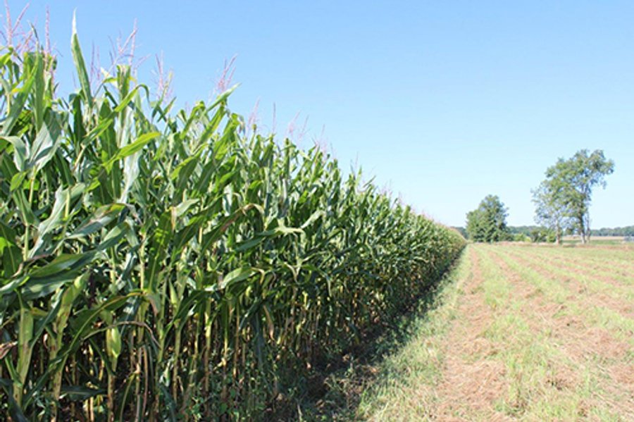REAL ESTATE AUCTION - 95.18+/- ACRES IN ELKHART COUNTY